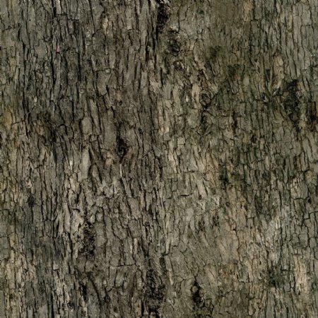 高精细鸡爪槭acerpalmatum带贴图