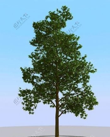 高精细枫糖树模型maplesug02