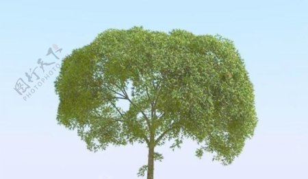 高精细杨柳树模型willow025