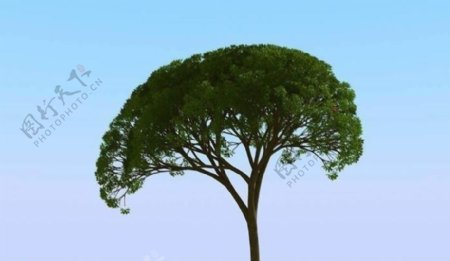 高精细杨柳树模型willow03