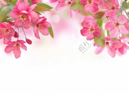 海棠花背景图