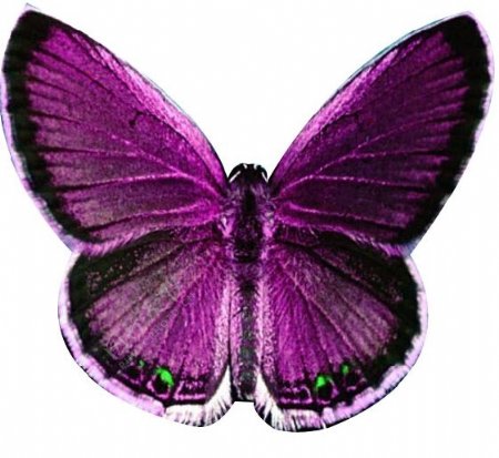 紫色蝴蝶模型
