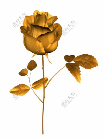 黄金玫瑰花图片
