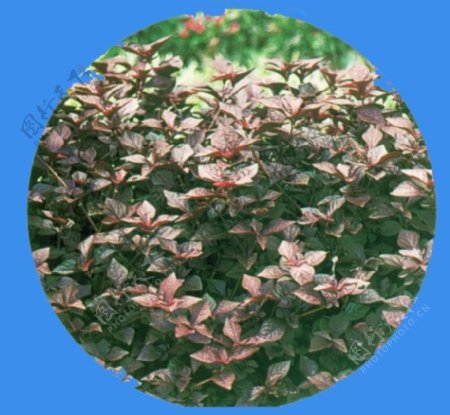 紫娟苋草本类观花植物素材