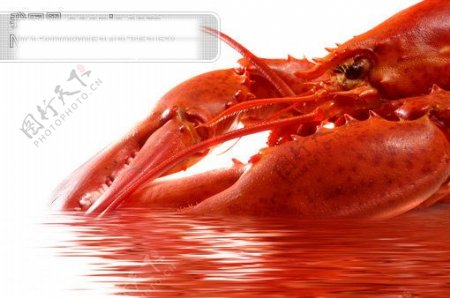 龙虾红皮龙虾高清龙虾图片一只龙虾食物高清图片素材