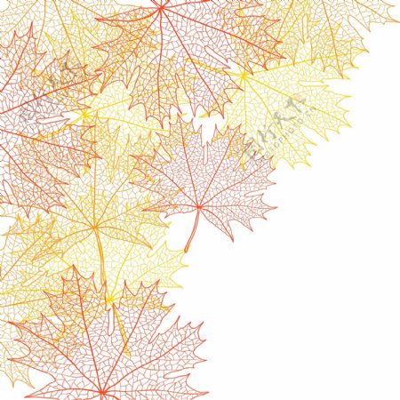 秋季枫叶叶脉元素矢量