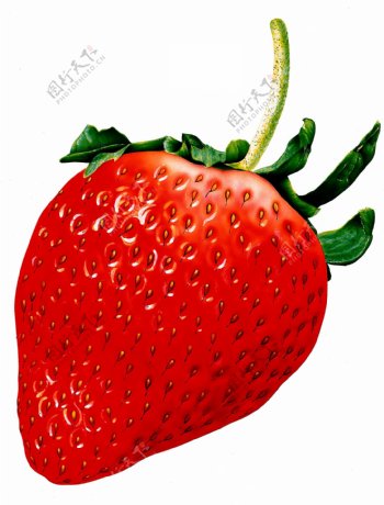 草莓特写水果素材