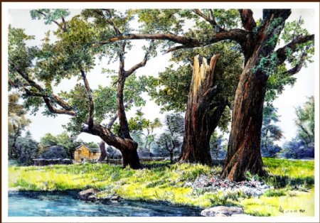 樟树林钢笔水彩画图片素材