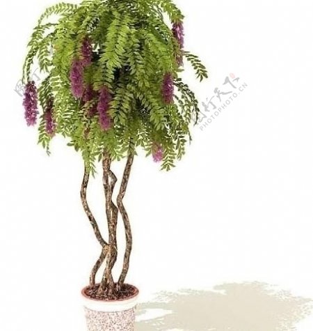 3d高精度室内植物花草图片