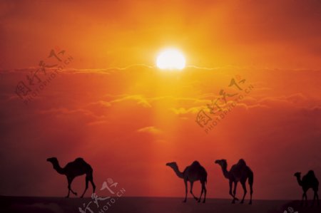 夕阳骆驼图片