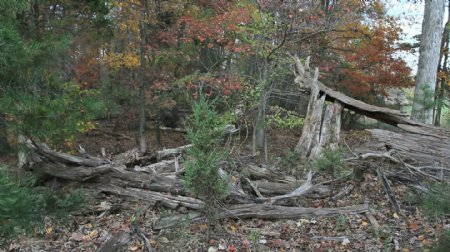 马里兰州的森林枯死的树木股票视频
