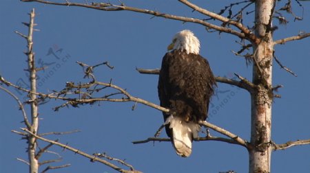美国秃鹰栖息在死去的云杉树支股票的录像视频免费下载