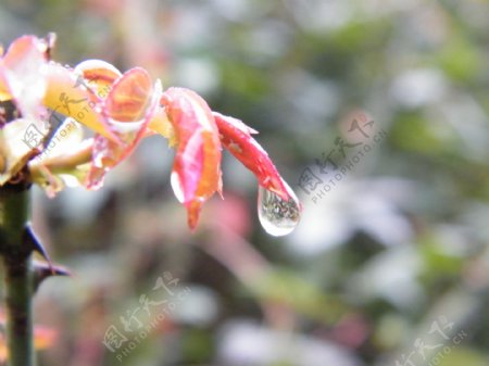 新芽与水滴图片