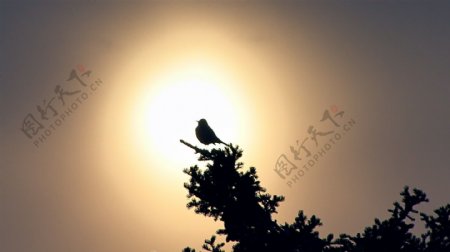 在树上的鸟的鸣叫声背光的夕阳股票视频视频免费下载