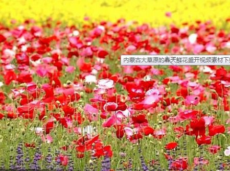 内蒙古大草原的春天鲜花盛开视频