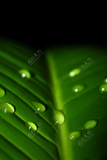 水滴与绿叶高清图片