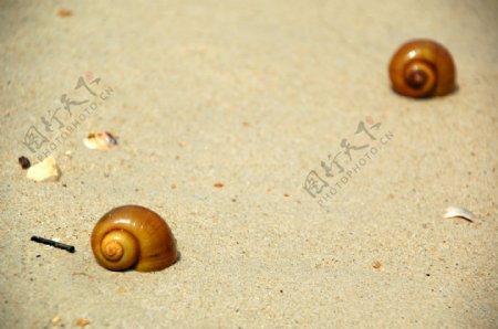 沙滩岸边的贝壳图片