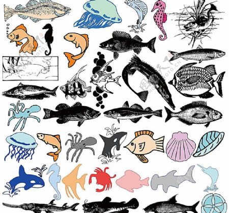 海马水母海鱼海洋鱼类图片