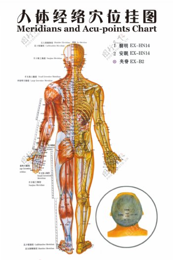 人体经络穴位挂图分层不细图片