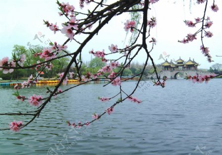 五亭桥春季图片