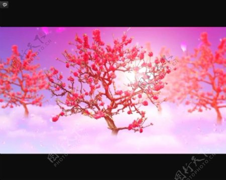 动态桃花背景视频素材