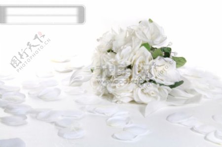 白色玫瑰花瓣与花束图片素材