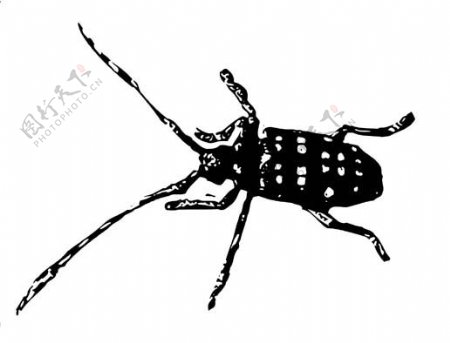 全球首席大百科水墨黑白笔刷昆虫蝴蝶虫子拓印
