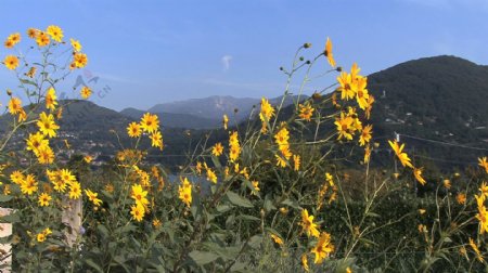 意大利的黄色的花奥尔塔湖1股票的录像