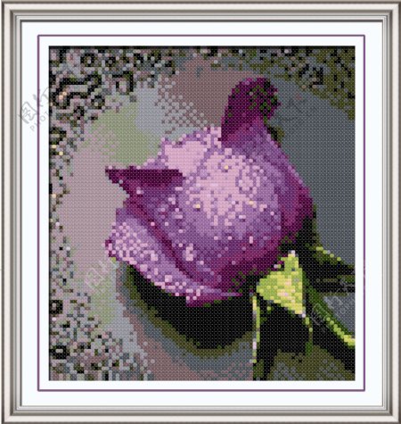 滴露玫瑰紫图片