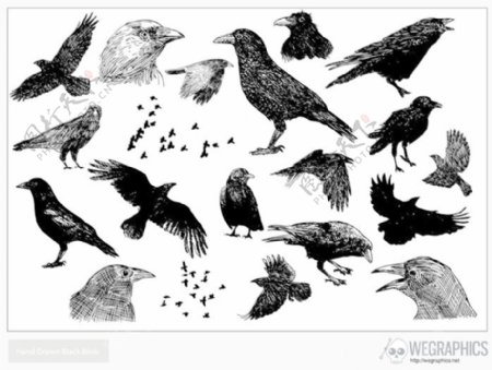 手工绘制的黑色的鸟