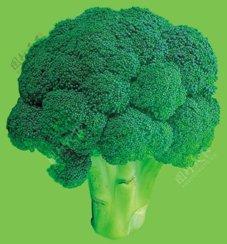 蔬菜之西蓝花图片