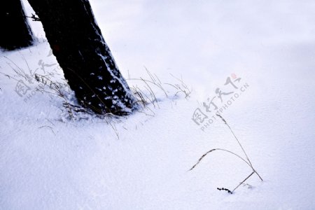 雪中树根图片