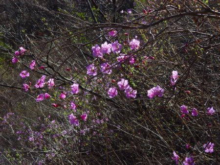 粉色花摄影图植物自然花朵背景