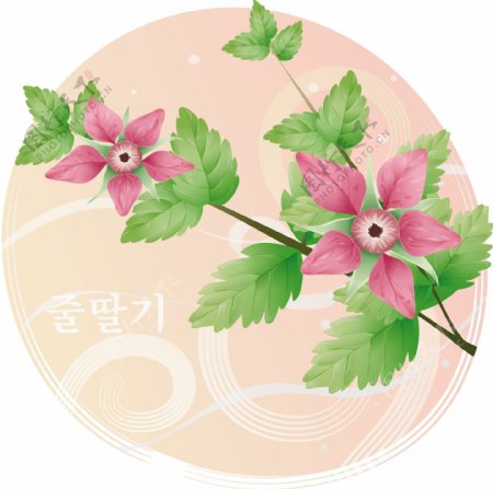 韩国野莓花