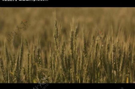小麦成熟特写视频素材图片