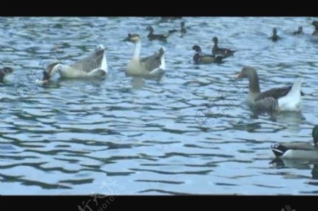 鸭子溪水视频素材素材下载