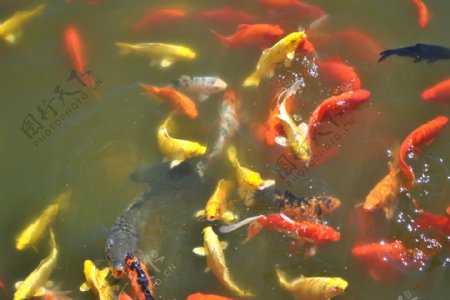 彩色鲤鱼图片