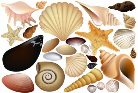 沙滩上的七彩贝壳