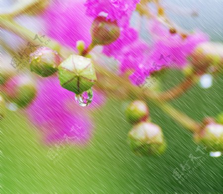 雨中花绿色花朵