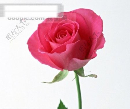 鲜花特写玫瑰花枝浪漫的艳粉红色玫瑰