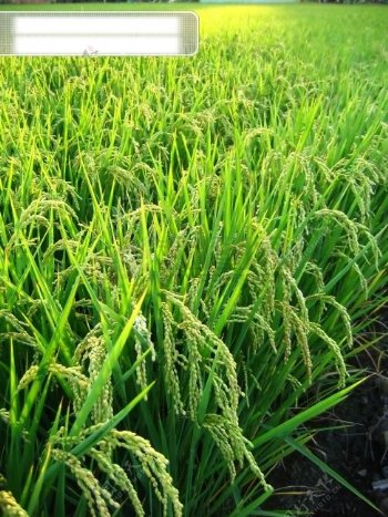 高清风景图片素材稻田水稻
