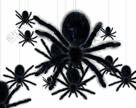 动态黑蜘蛛