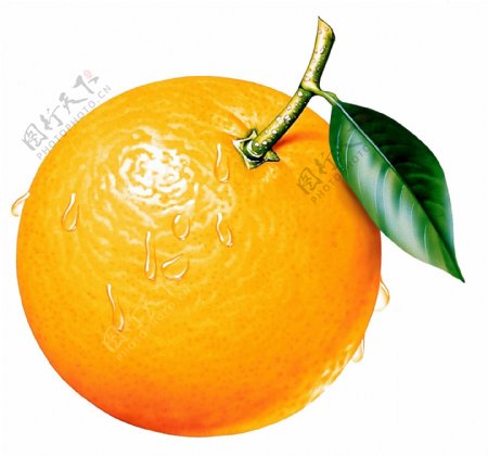 橘子图片橘子素材新鲜水果橘带叶的橘子