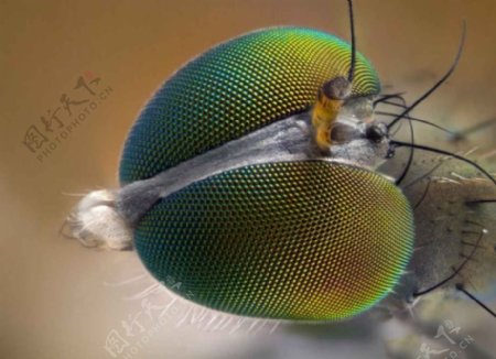 微观生物世界苍蝇头部特写