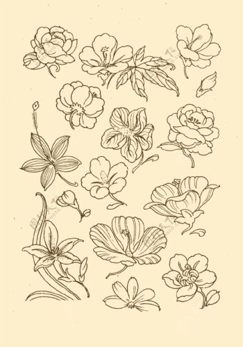 花卉纹样图片