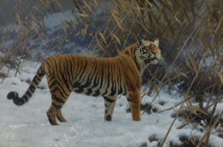 雪中老虎图片