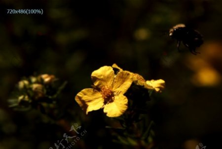 超慢动作蜜蜂实拍视频下载