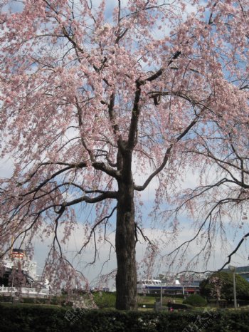 日本横滨港樱花满开