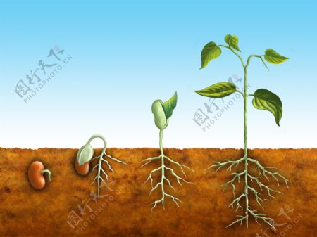 植物生根发芽生长图