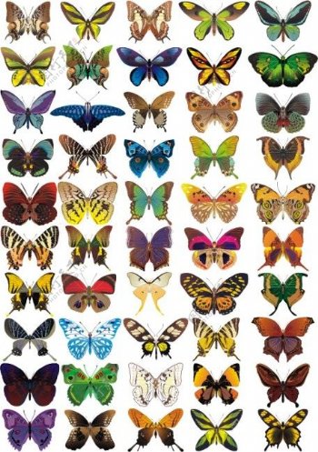 60种彩色蝴蝶矢量图